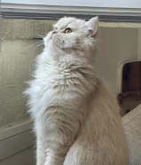 للتبني قطوه نظيفه