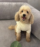 بودل ثنيه العمر سنتين