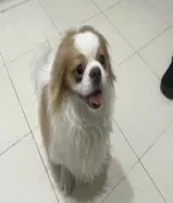 كلب شيتزو لطيف للتبني