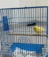 للبيع كناري مافي شي خالي من الامراض