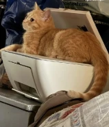 قط للتبني 5 اشهر مطعم مع دفتر تطعيم