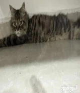 قط لتبني ذكر