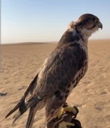 للبيع حر ايراني قرناس4