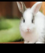 للبيع ارانب صغار