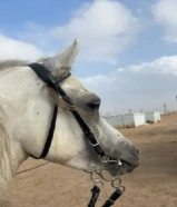 للبيع حصان مصري بيور شيخ