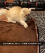 Persian cats (choose what you like)