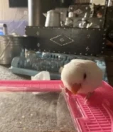 عدد اللوري 2 عمرهم 3 شهور ربوهذكر ونثيهالفرد الواحد