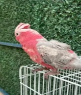للبيع كوكاتو ( البغبغاء الوردي و الرمادي ) فل ربوه طير اجتماعي ومتكلم ويتميز بلونه وذكائه العالي
