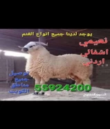 لدينا جميع انواع الغنم _انعيمي_اشفالي_اردني_بربري_عريسي_خدمه توصيل