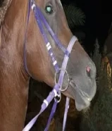 للبيع حصان بلدي50385471