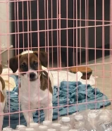 Jack russel pure breed