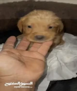 للبيع جروه قولدن انثي عمرها40يوم