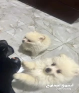 كلاب للبيع نوع بومرينيان