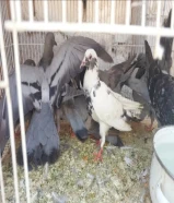الوصف طبات حمام داحل