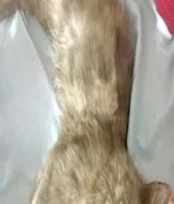 قطة للتبني شيرازي بيتي cat for adoption Female96996873