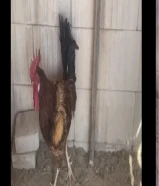 ديك و دجاجتين حجم طيب بياض