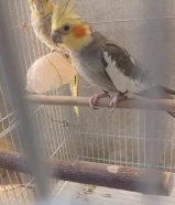 ازواج كروان منتجه