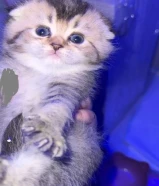 سكوتش فولد ومكس برتش شورت هير