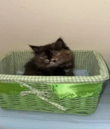 قطة للتبني العمر 3 اشهر مكس بين سكوتش و سكوتش فولد