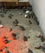 السلام عليكم للبيع فري