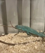 اقوانة ربوة لون نادر لون الأزرق