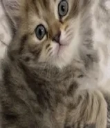 قطتين برتش الأم والأب فولدر