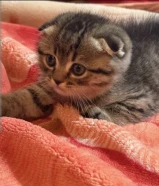 كيتن سكوتش فولد