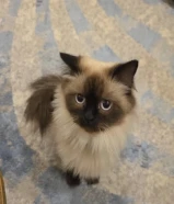 بس للتزواج ذكر