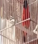 للبيع سسكن احمر شرط التغريد حار وجاهز للتزاوج