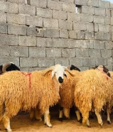 قصاب خبره في جميع انواع الماشية