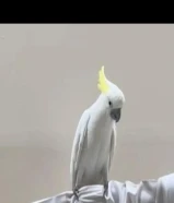 كوكاتو للبيع سلفر