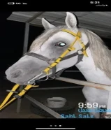 حصان مصري.50740584