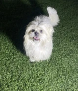 مالتيز ذكر نشيط