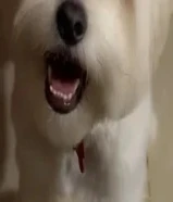 Pure Maltese 3 year old male