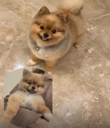 اعلان للتزاوج مطلوب ذكر بومرينيان