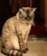 British shorthair cat