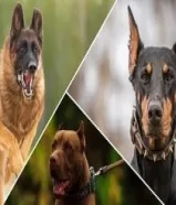 مطلوب جرو من شهرين إلى أربع شهور للتبني بيتبول،جيرمن،روت