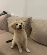 للبيع كلبة قولدن ريتريفر ميكس سبيتز