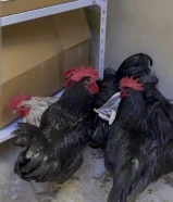 استرالوب و اندونيسي سيماني