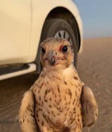 يأهل النفوس العزيز غادي لي طير حر من حر بالنعايم