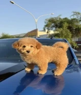 توي بودل نثيه عمرها شهرين ونص حالتها ممتازه جدا