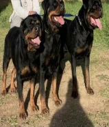 مطلوب كلب لتبني اي فصيله شرس او اليف