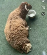 ذبائح للبيع توصيل جميع المناطق