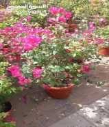 تنسيق وصيانة الحديقه وتشيك على شبكة الري تركيب تيل طبيعي وتيل صناعة وتركيب جميع انواع السياج