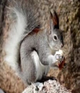 مطلوب سنجاب سوري أو قوقازي صغير للشراء
