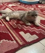 قطه سكوتش فولد