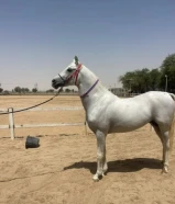 مطلوب حصان خصي استرالي او فرنسي
