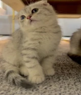 للبيع كتن سكوتش فولد ذكر