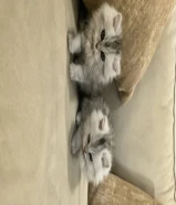 للبيع قط كتن شيرازي متعودين ع ليتر بوكس واحد ب 40 عمر شهر وثلاث اسابيع