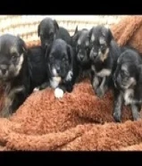 للبيع يورك شاير